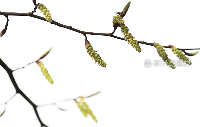 角木(Carpinus betulus)雄絮